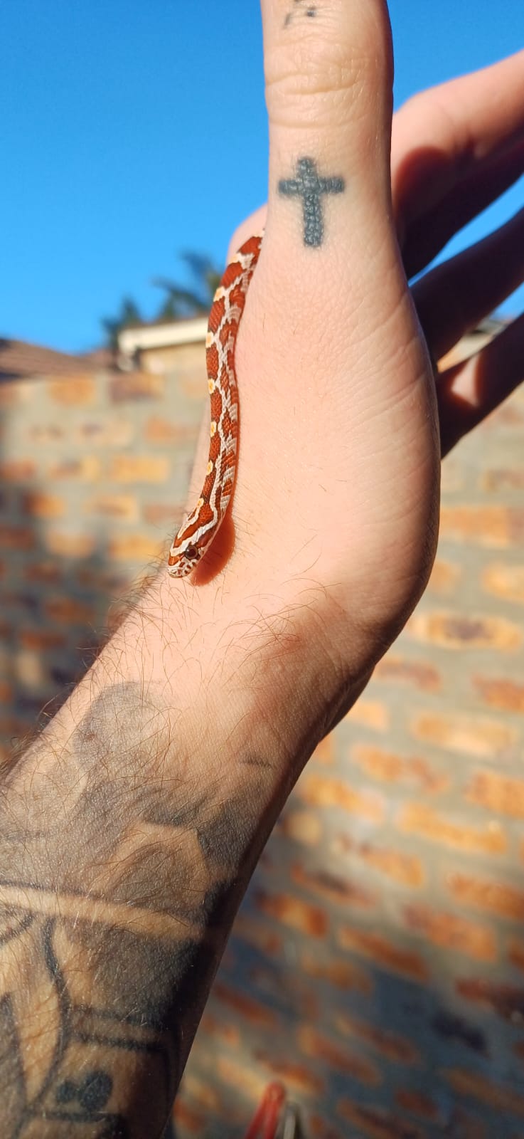 ProHerp Exotics photo 5