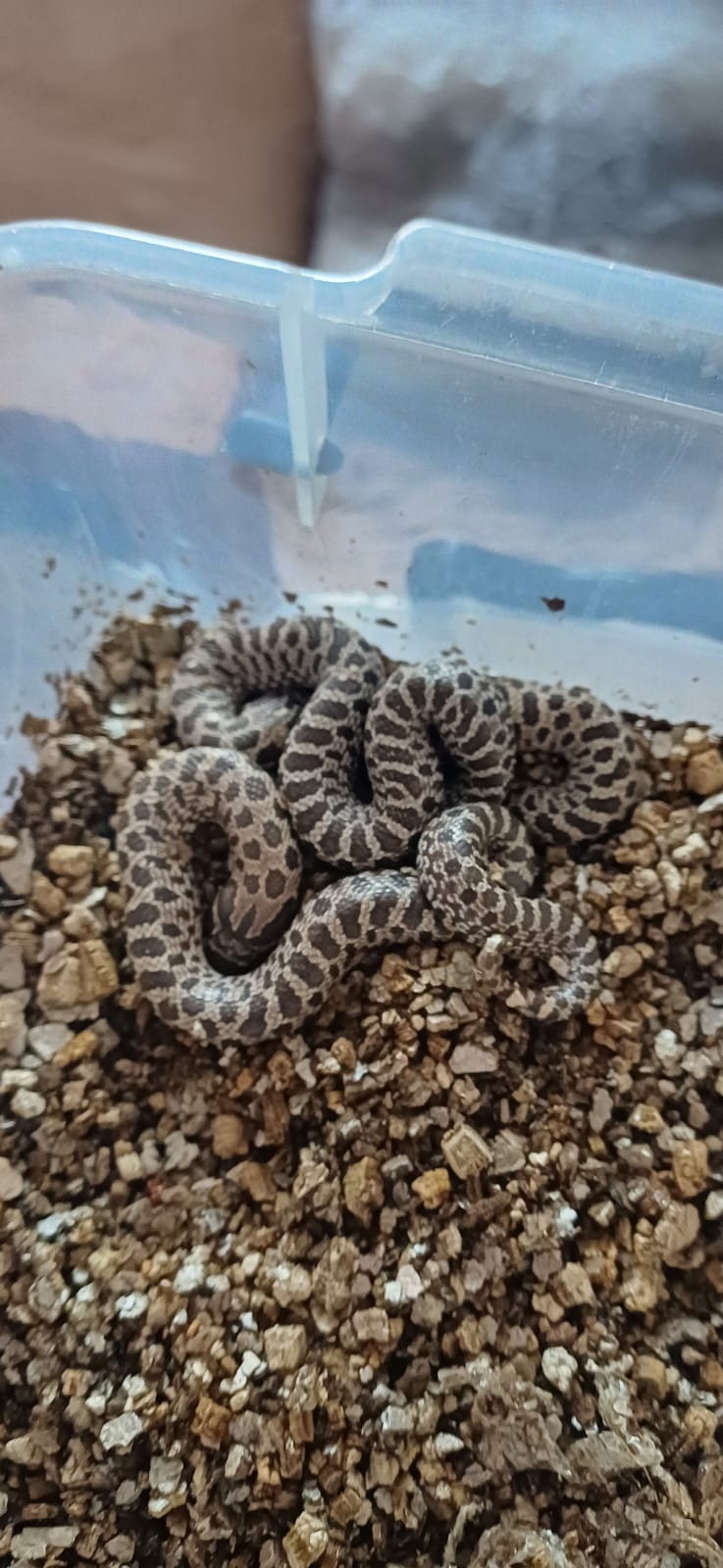 ProHerp Exotics photo 6