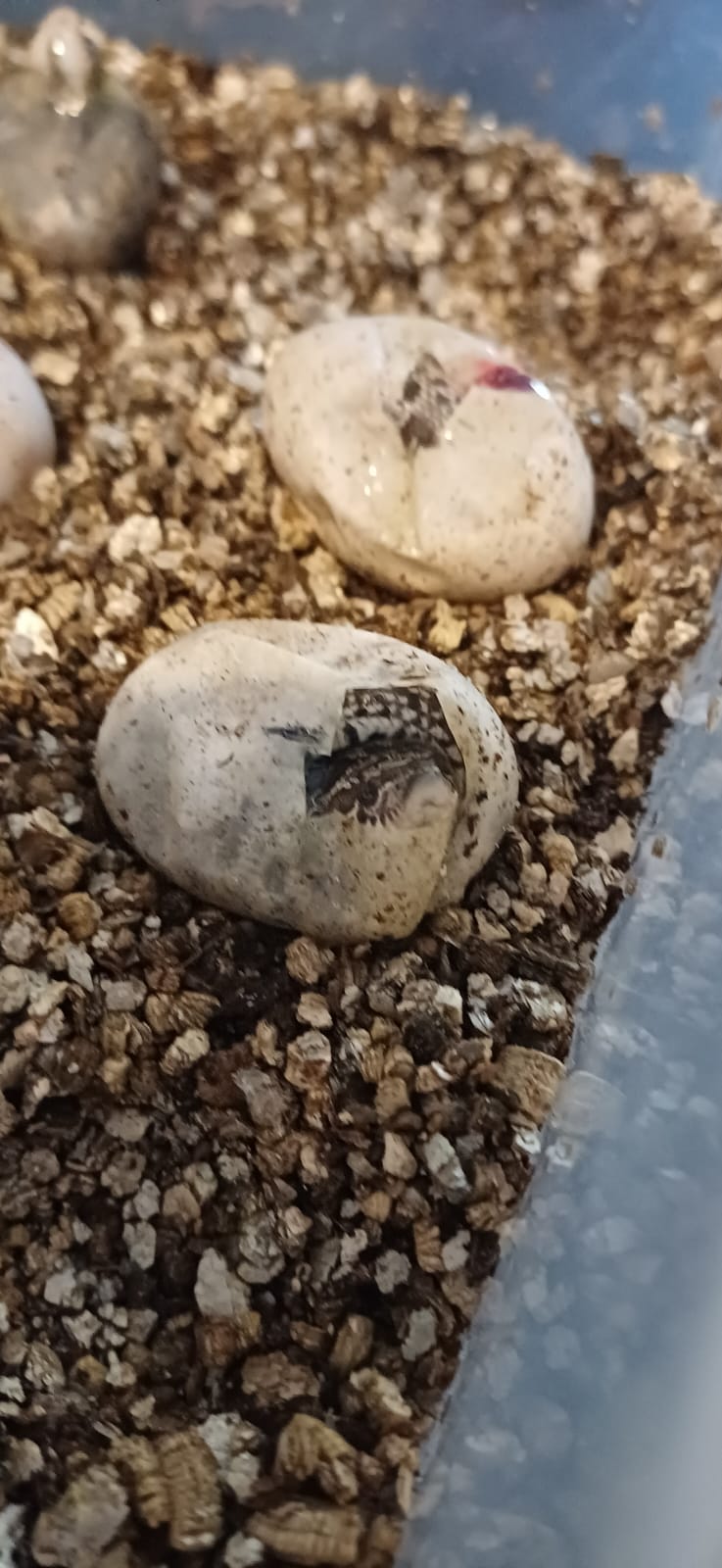 ProHerp Exotics photo 7