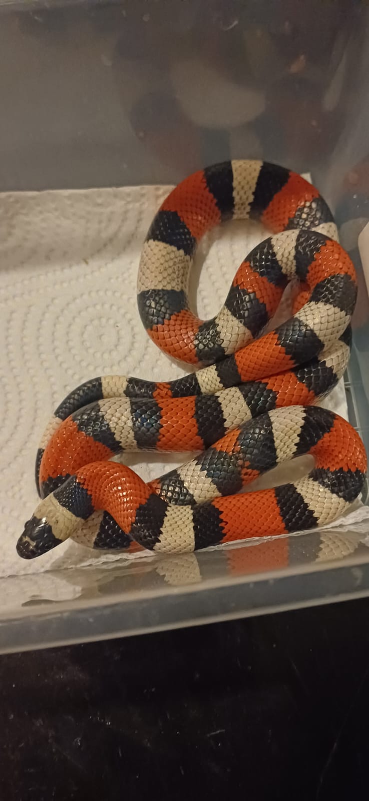 ProHerp Exotics photo 8