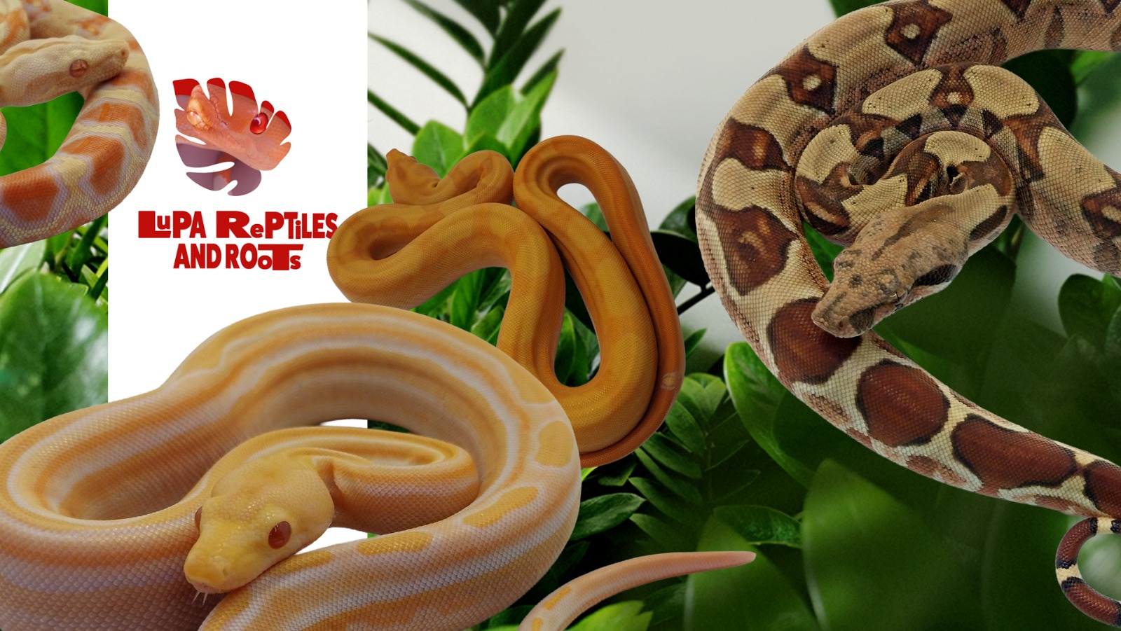 Lupa Reptiles and Roots cover