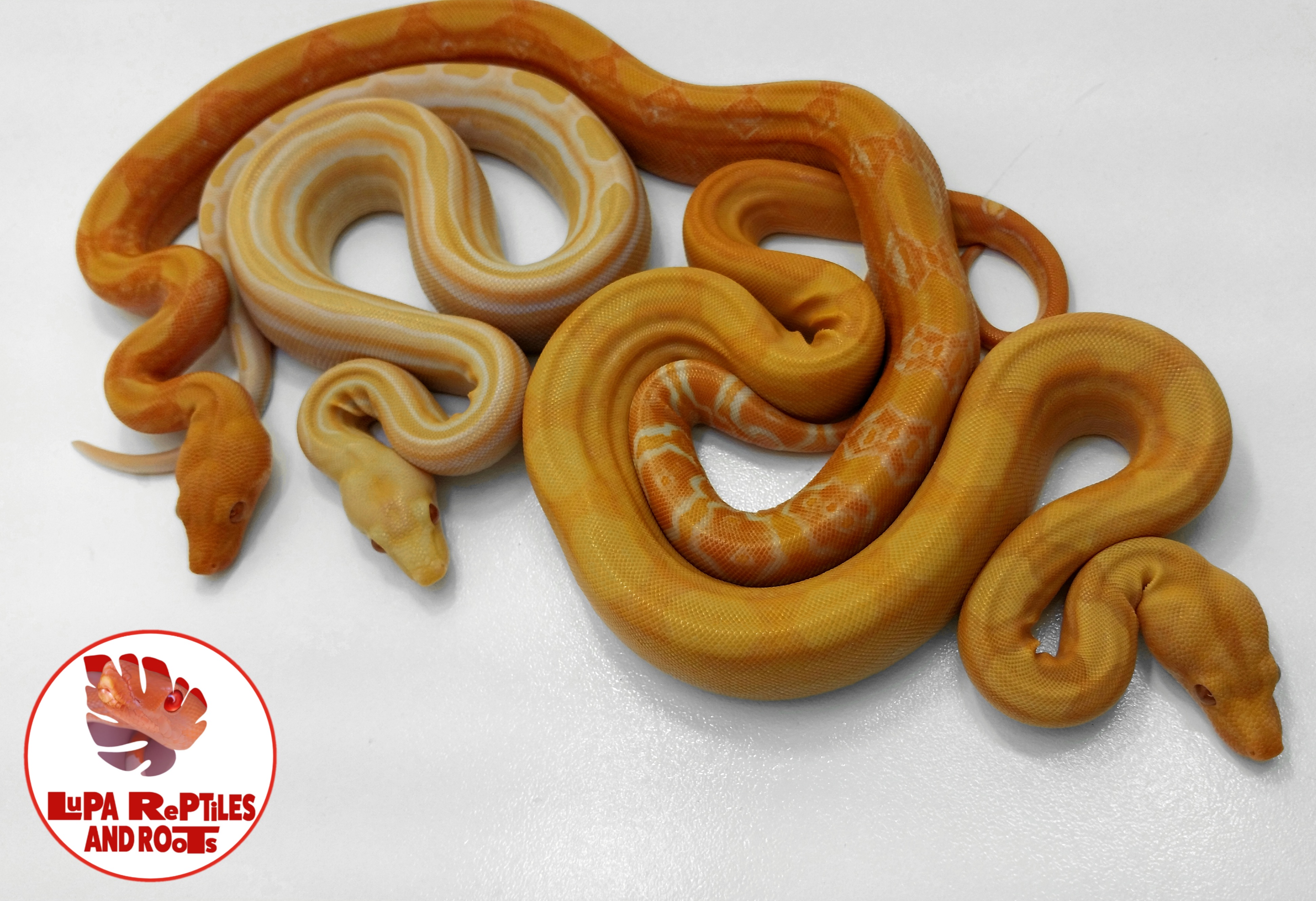Lupa Reptiles and Roots photo 1