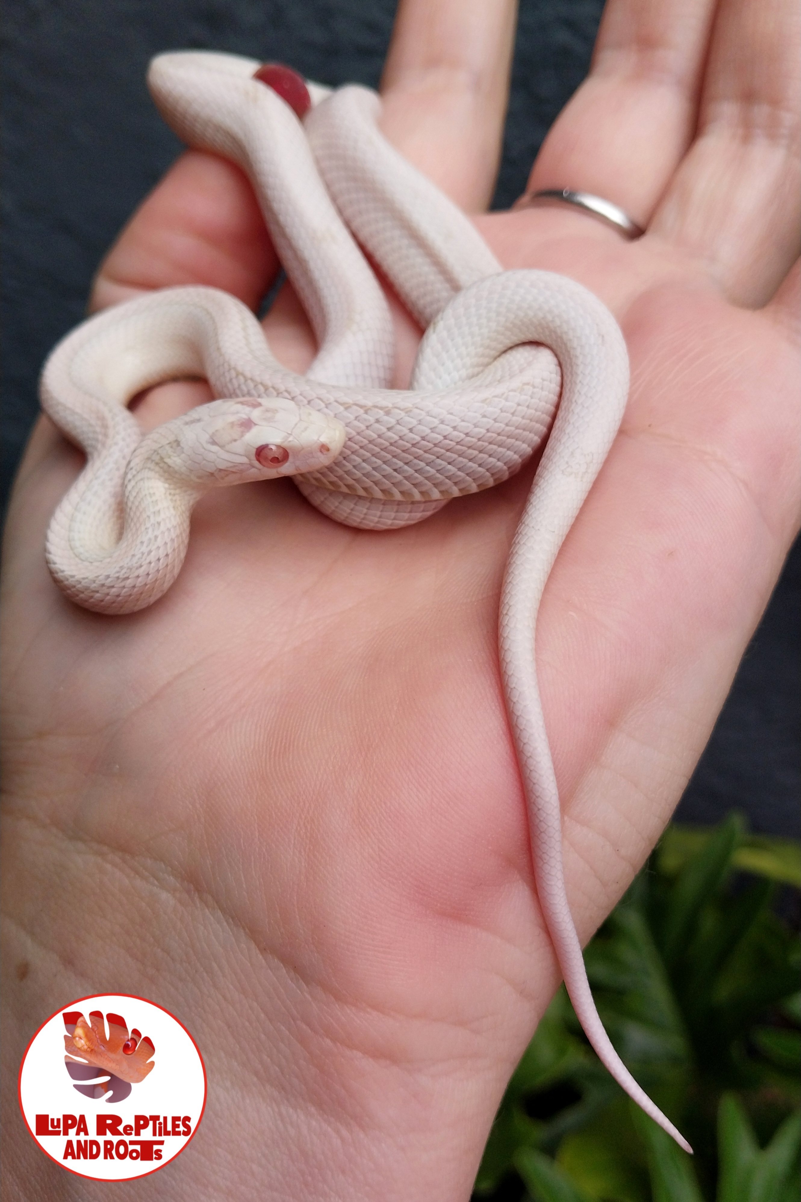 Lupa Reptiles and Roots photo 3