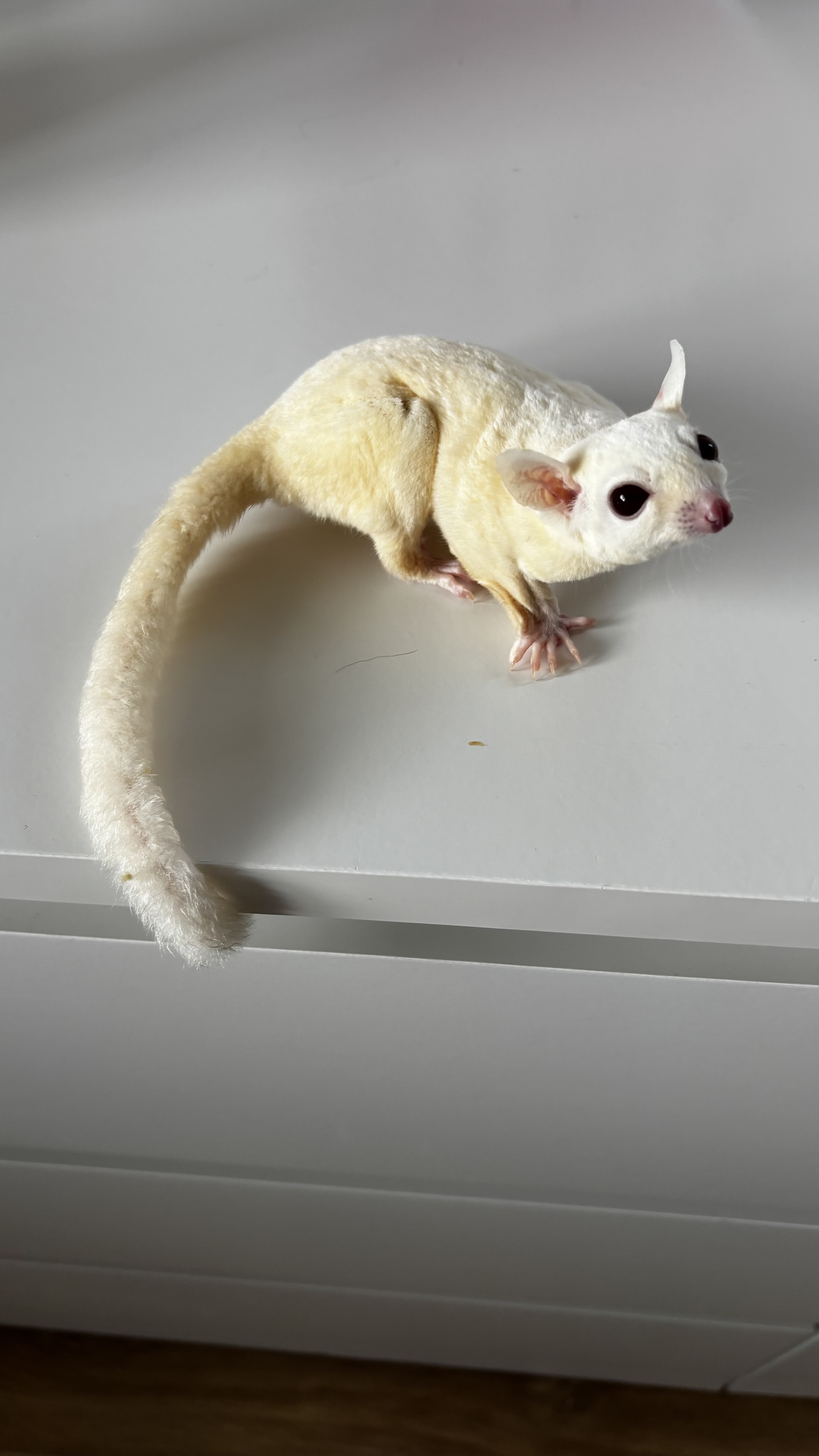 Sugar Glider Opal