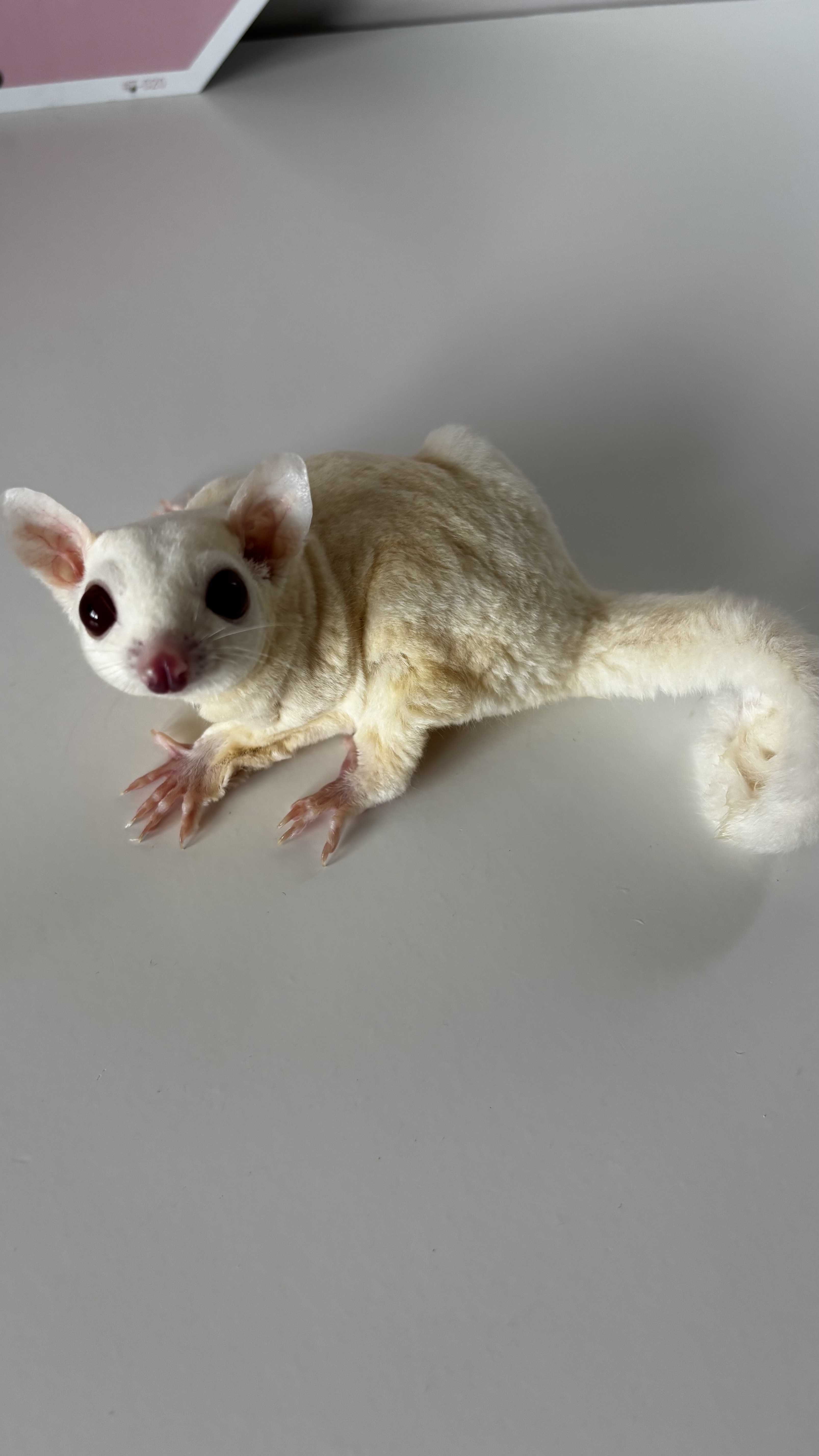 Sugar Glider Marsh
