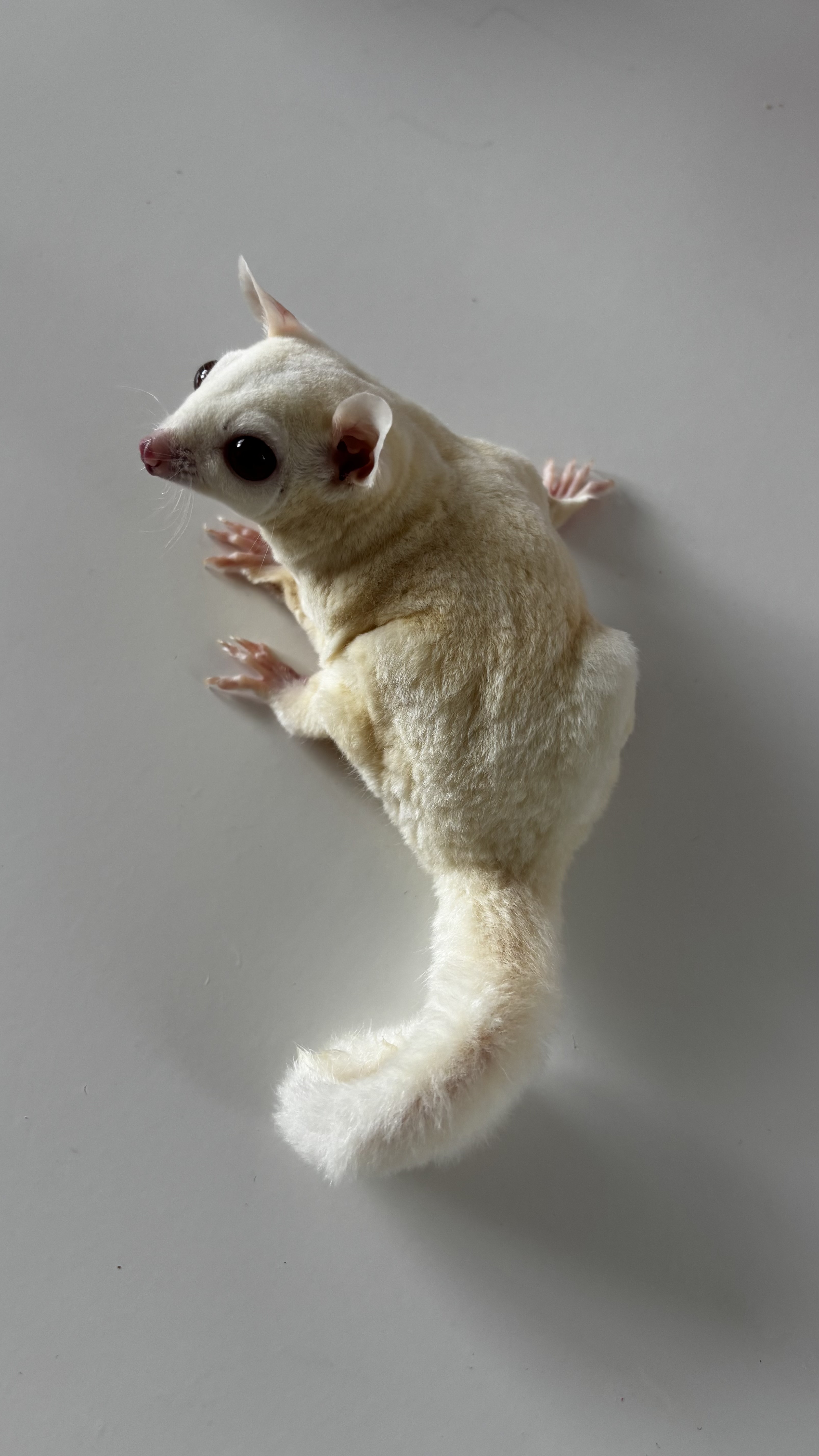 Sugar Glider Mallow